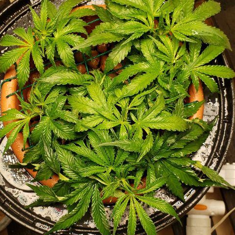 King Kush growlog timeline photo
