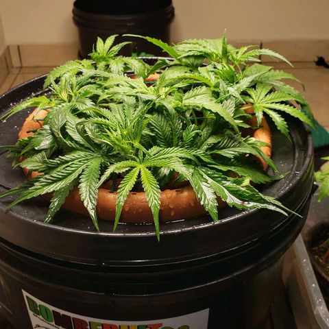 King Kush growlog timeline photo