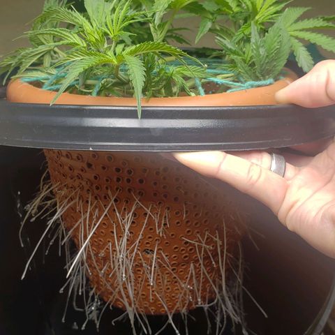 King Kush growlog timeline photo