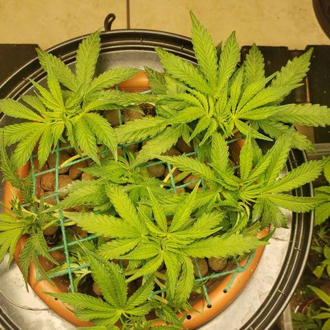 King Kush growlog timeline photo