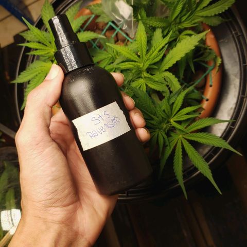 King Kush growlog timeline photo