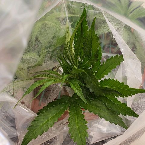 King Kush growlog photo: Sts