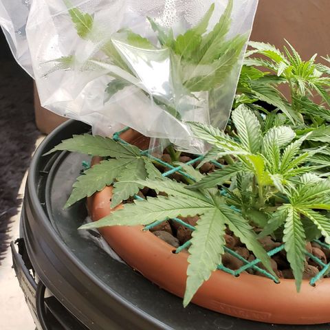 King Kush growlog photo: Sts