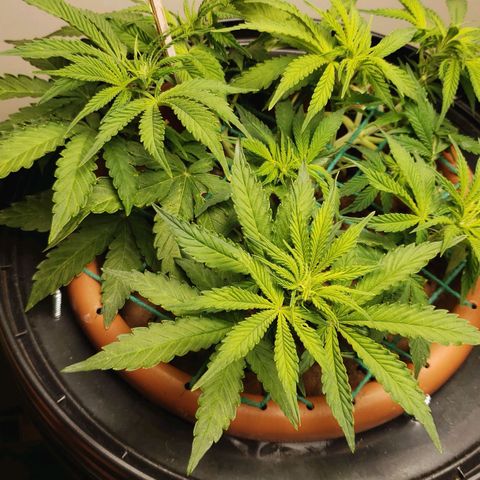 King Kush growlog photo: Ph 6/6.4
