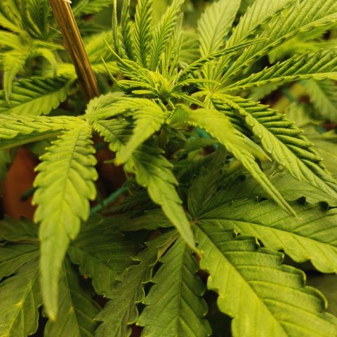 King Kush growlog photo: Ph 6/6.4