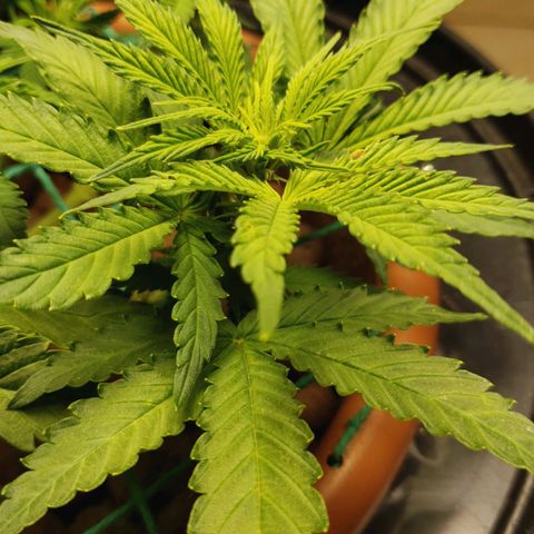 King Kush growlog photo: Ph 6/6.4