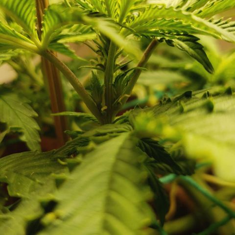 King Kush growlog photo: Ph 6/6.4