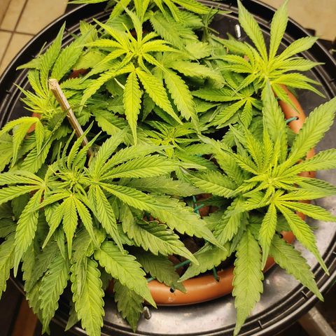 King Kush growlog photo: Ph 6/6.4