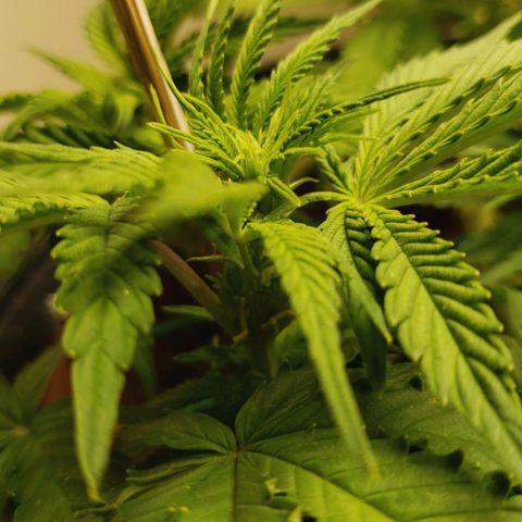 King Kush growlog photo: Ph 6/6.4