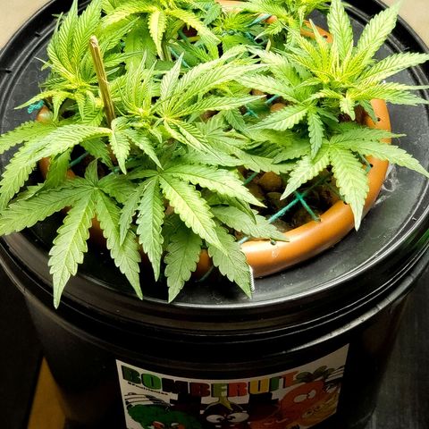 King Kush growlog timeline photo
