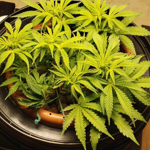 King Kush growlog timeline photo