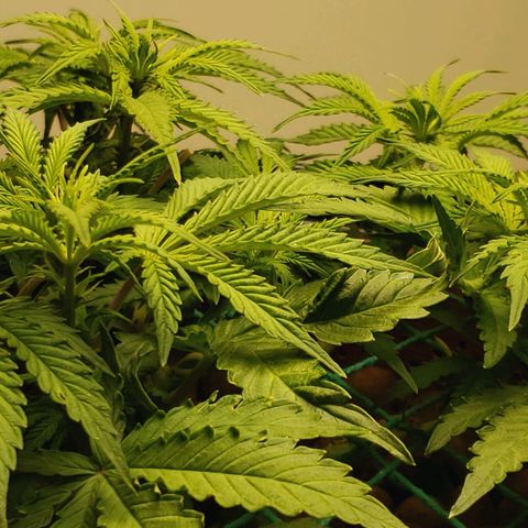 King Kush growlog timeline photo