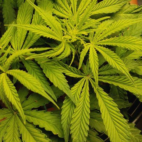 King Kush growlog timeline photo