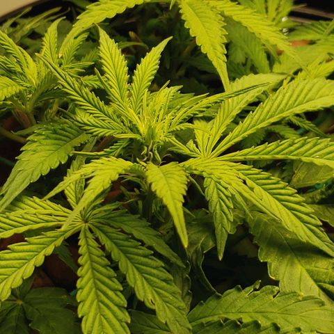 King Kush growlog timeline photo