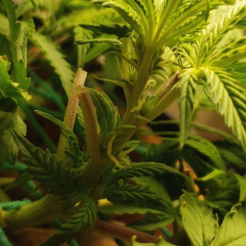 King Kush growlog timeline photo