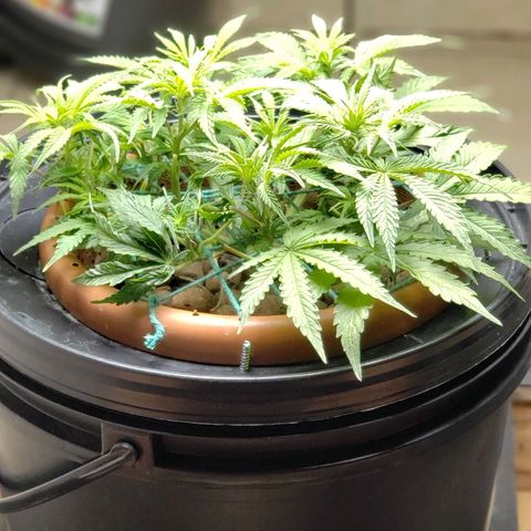 King Kush growlog timeline photo