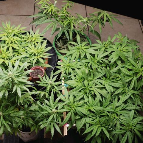 King Kush growlog photo: Visita das de rua