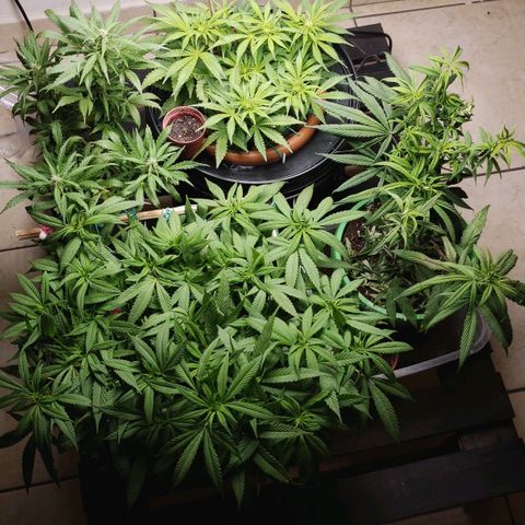 King Kush growlog photo: Visita das de rua
