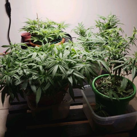 King Kush growlog photo: Visita das de rua