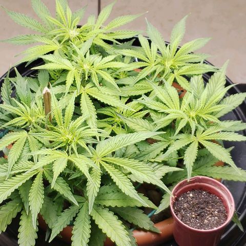 King Kush growlog timeline photo