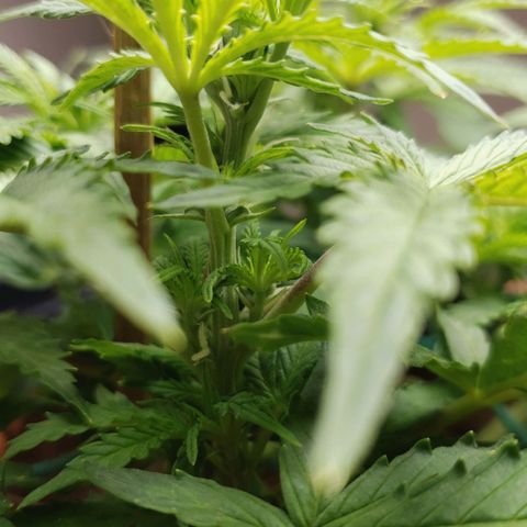 King Kush growlog timeline photo