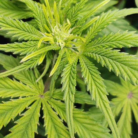 King Kush growlog timeline photo