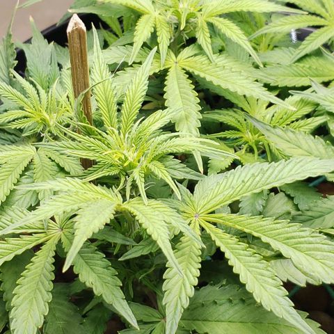 King Kush growlog timeline photo