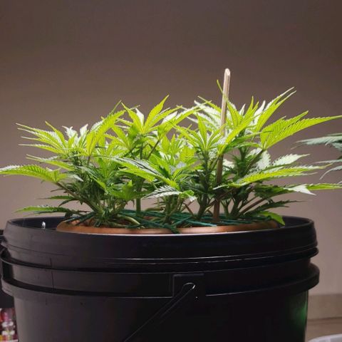 King Kush growlog timeline photo