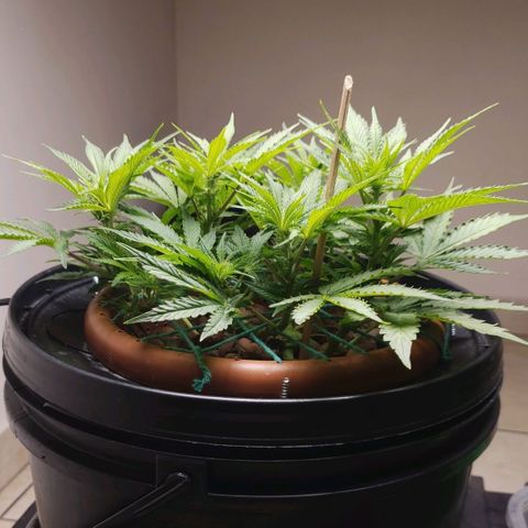King Kush growlog timeline photo
