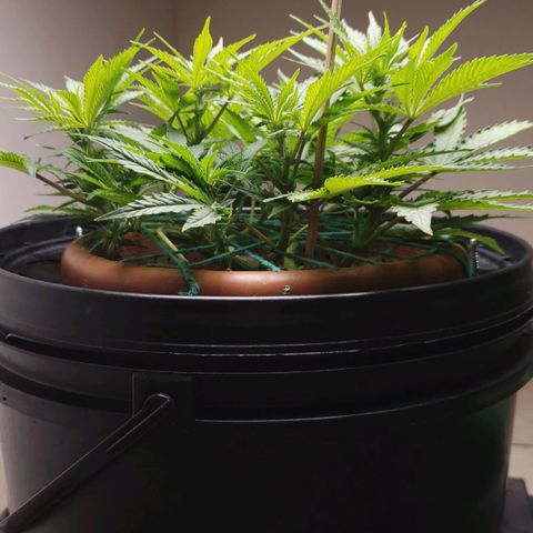 King Kush growlog timeline photo