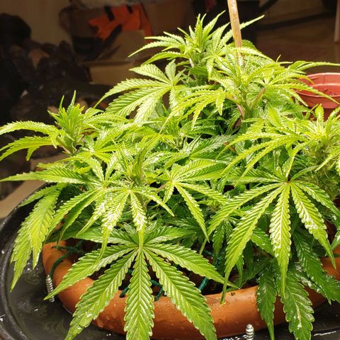 King Kush growlog timeline photo