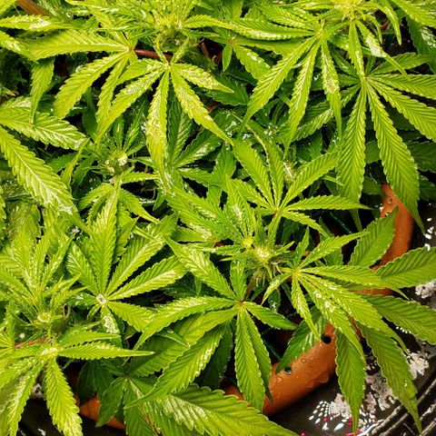 King Kush growlog timeline photo