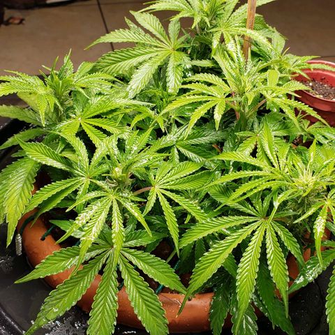King Kush growlog timeline photo