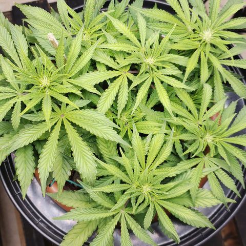 King Kush growlog timeline photo