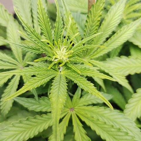 King Kush growlog timeline photo