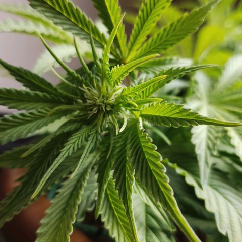 King Kush growlog timeline photo