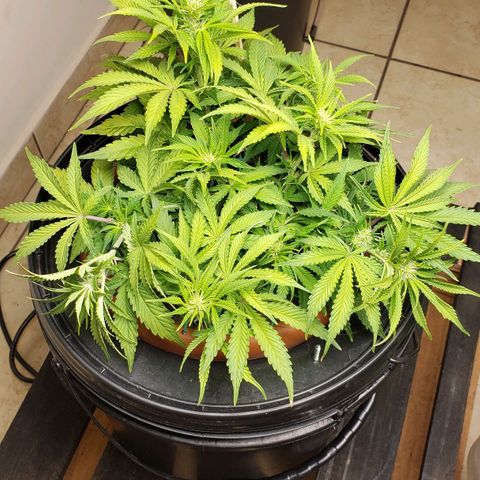 King Kush growlog timeline photo