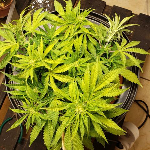 King Kush growlog timeline photo