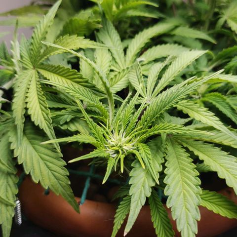 King Kush growlog timeline photo