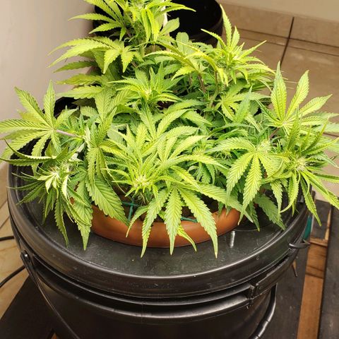 King Kush growlog timeline photo