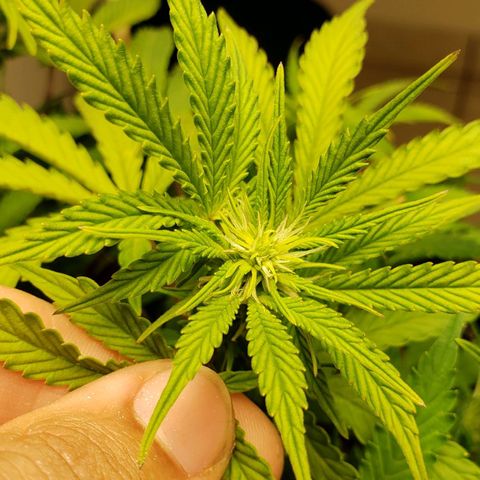 King Kush growlog timeline photo