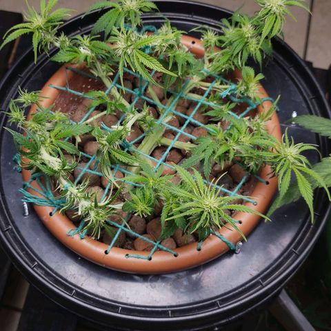 King Kush growlog timeline photo