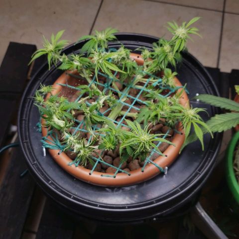King Kush growlog timeline photo
