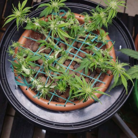 King Kush growlog timeline photo