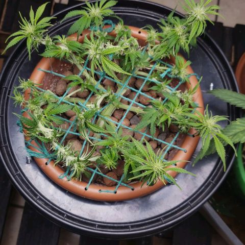 King Kush growlog timeline photo