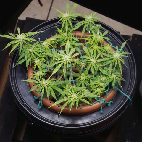 King Kush growlog timeline photo