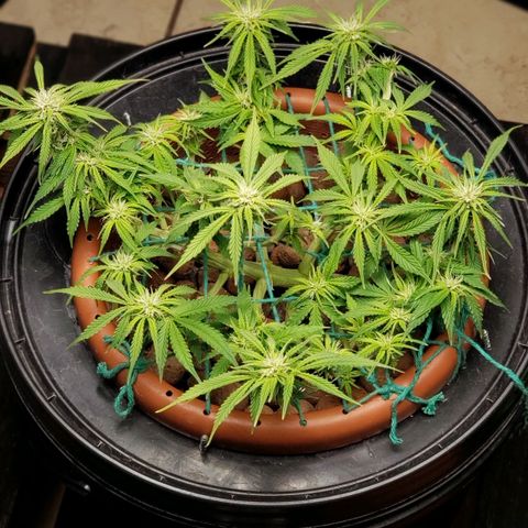 King Kush growlog timeline photo