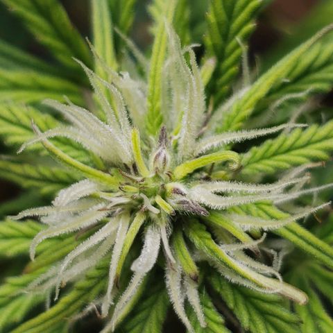 King Kush growlog photo: Sacos de pólen aparecem.