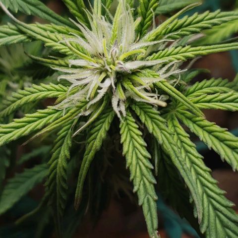 King Kush growlog photo: Sacos de pólen aparecem.