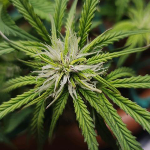 King Kush growlog photo: Sacos de pólen aparecem.